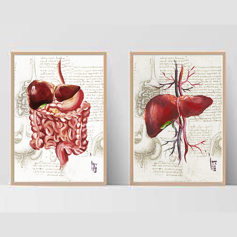 Quadros pôster anatomia: Sistema Digestório e Fígado Leonardo da Vinci