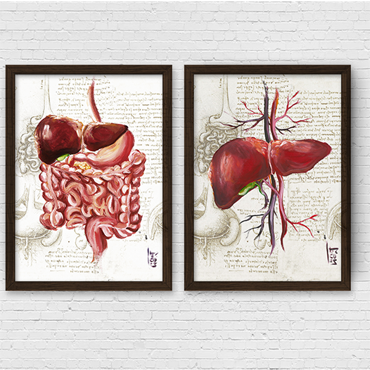 Quadros pôster anatomia: Sistema Digestório e Fígado Leonardo da Vinci