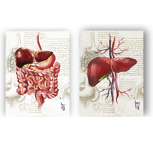 Quadros pôster anatomia: Sistema Digestório e Fígado Leonardo da Vinci