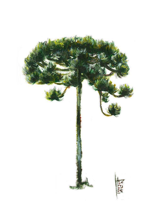 Quadro pôster Árvore Araucária