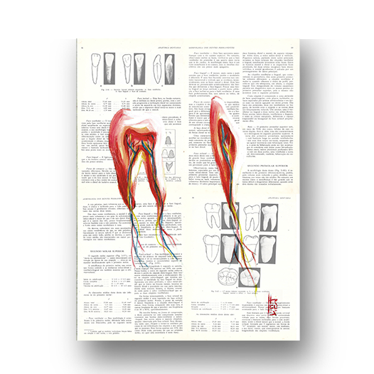 Marco cartel anatomía corazón fondo bosquejo Leonardo Da Vinci 