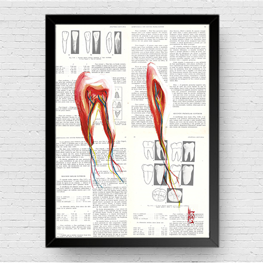 Marco cartel anatomía corazón fondo bosquejo Leonardo Da Vinci 