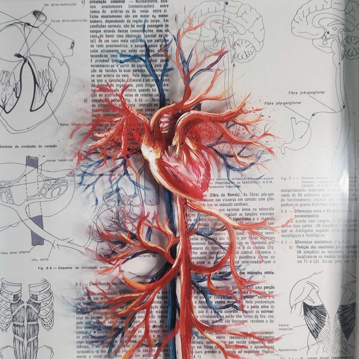 Marco Decorativo Cuadro Original Anatomía – Sistema Vascular con Corazón-cardiología | Fondo de libros™ 