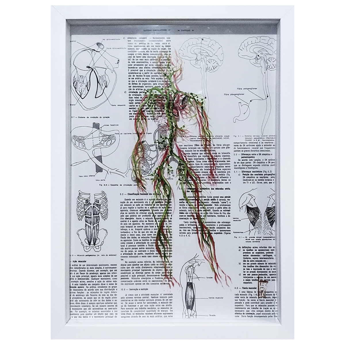 Quadro Pintura Anatomia: Sistema linfático e circulatório