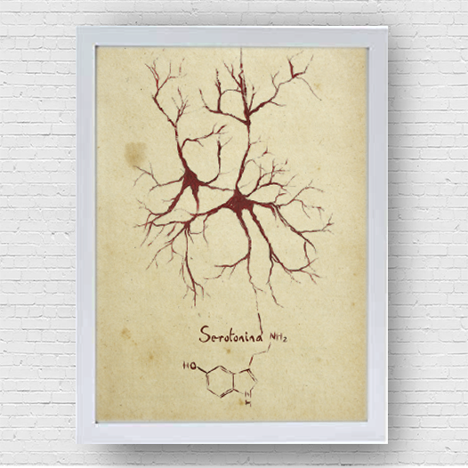 Quadro pôster anatomia: Neurotransmissor serotonina com fórmula molecular