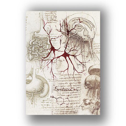 Quadro pôster anatomia Coleção Leonardo Da Vinci: Neurotransmissor serotonina com fórmula molecular (cópia)