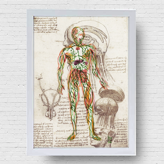 Quadro pôster anatomia sistema linfático Coleção Leonardo Da Vinci