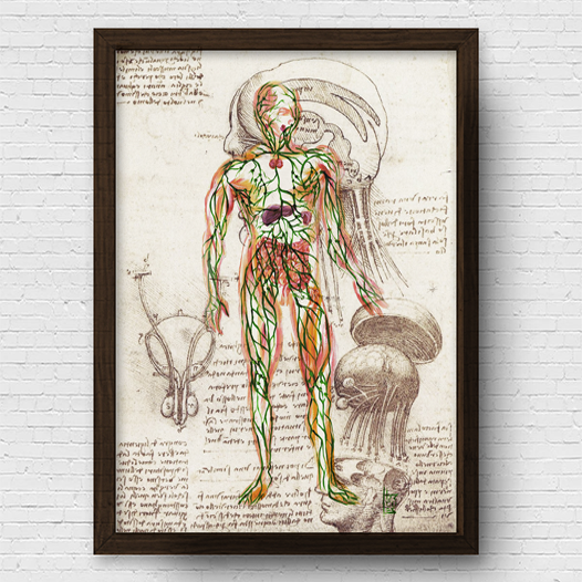 Quadro pôster anatomia sistema linfático Coleção Leonardo Da Vinci
