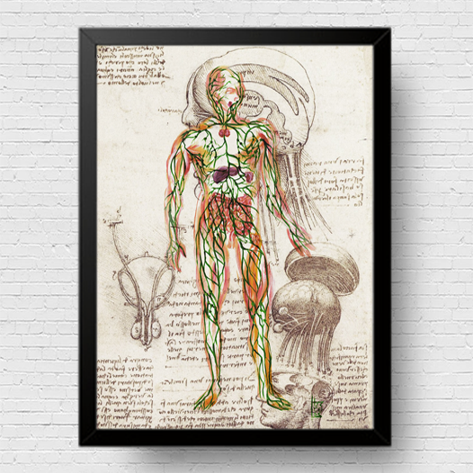Quadro pôster anatomia sistema linfático Coleção Leonardo Da Vinci