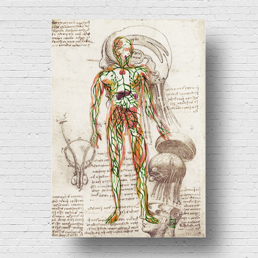 Quadro pôster anatomia sistema linfático Coleção Leonardo Da Vinci
