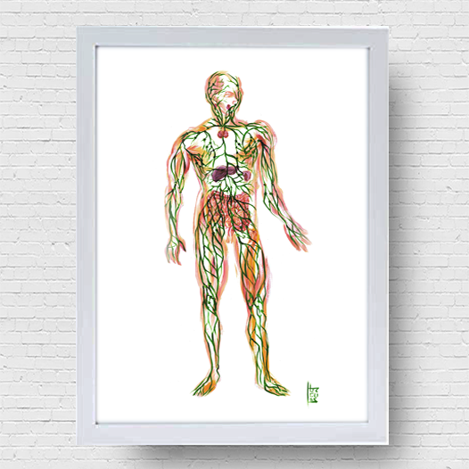 Quadro pôster anatomia sistema linfático Fundo Branco