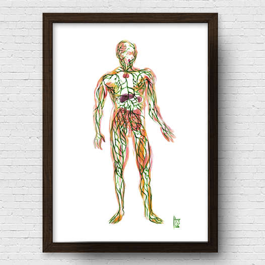 Quadro pôster anatomia sistema linfático Fundo Branco