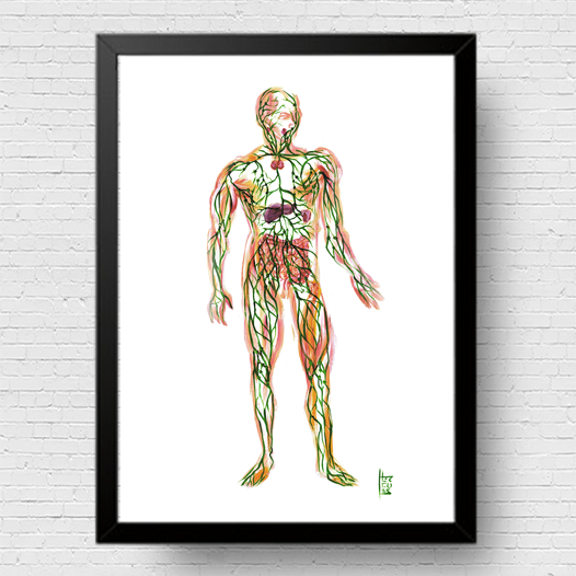 Quadro pôster anatomia sistema linfático Fundo Branco