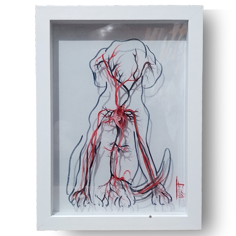 Cuadro de anatomía: Cuadro original Sistema vascular con corazón Perro