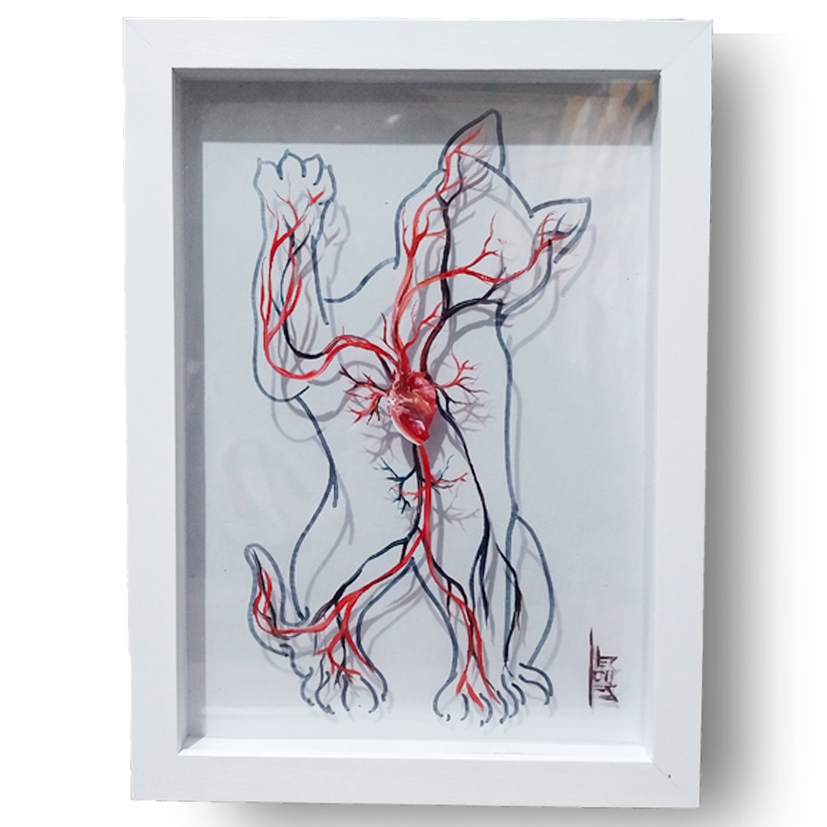 Cuadro de anatomía: Cuadro original Sistema vascular con corazón Gato