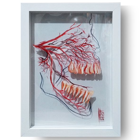 Cuadro Anatomía: Pintura original Arteria bucal Fondo blanco 
