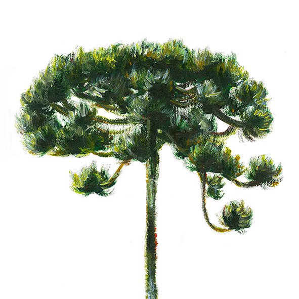Cadre d'affiche d'arbre d'Araucaria