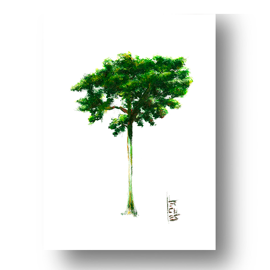Árbol de Jequitiba Póster 