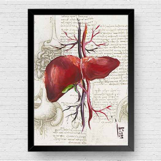 Quadro pôster anatomia: Fígado coleção Leonardo Da Vinci