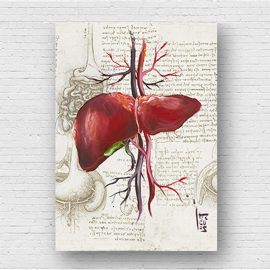 Quadro pôster anatomia: Fígado coleção Leonardo Da Vinci