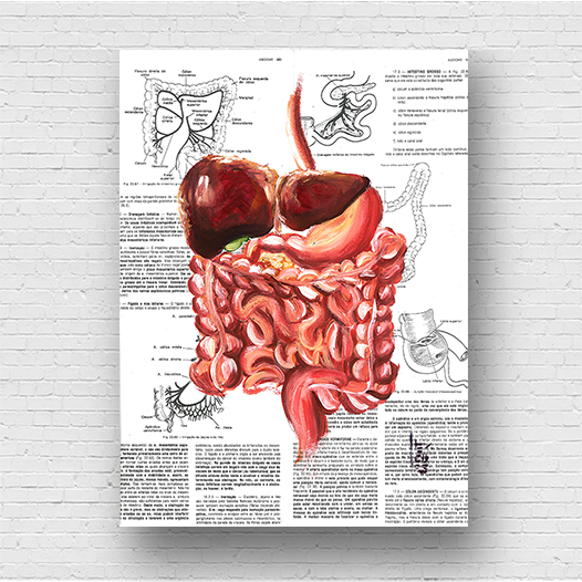 Quadro pôster anatomia: Sistema digestório Página Livro