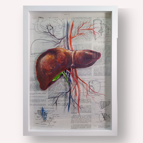 Cuadros en Lienzo Anatomía: pintura original Hígado con parte de la página del libro de antecedentes del sistema sanguíneo 