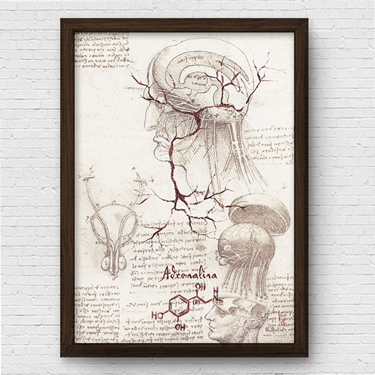 Quadro pôster anatomia Coleção Leonardo Da Vinci: Neurotransmissor adrenalina com fórmula molecular