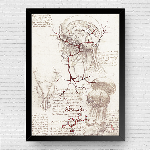 Quadro pôster anatomia Coleção Leonardo Da Vinci: Neurotransmissor adrenalina com fórmula molecular