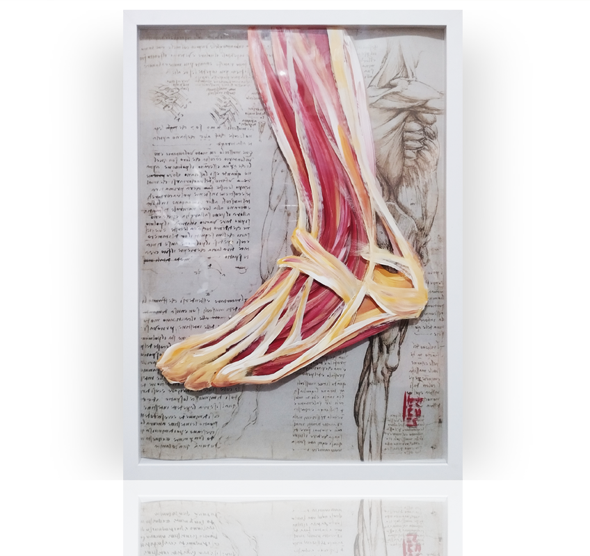 Anatomie en peinture : Muscles du pied et de la cheville 