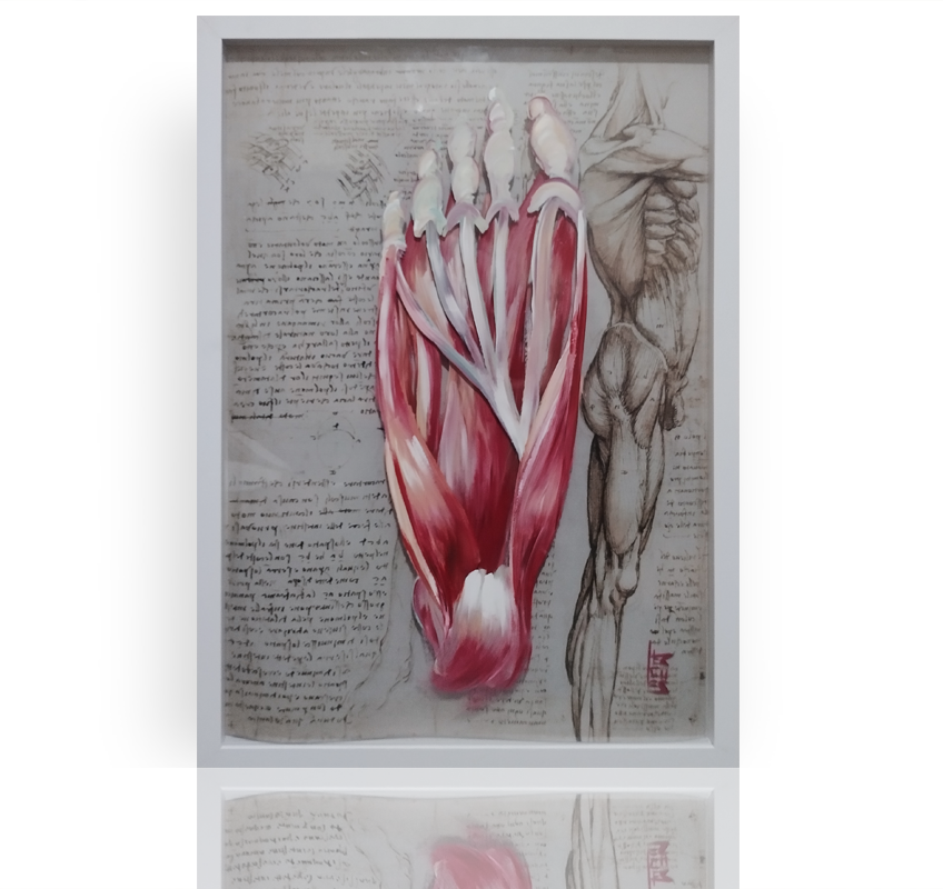Anatomie de la peinture : muscles et ligaments du pied 