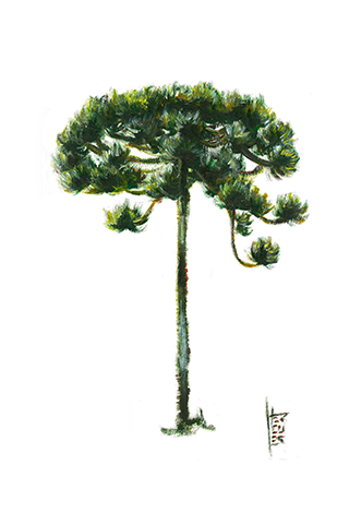 Cadre d'affiche d'arbre d'Araucaria