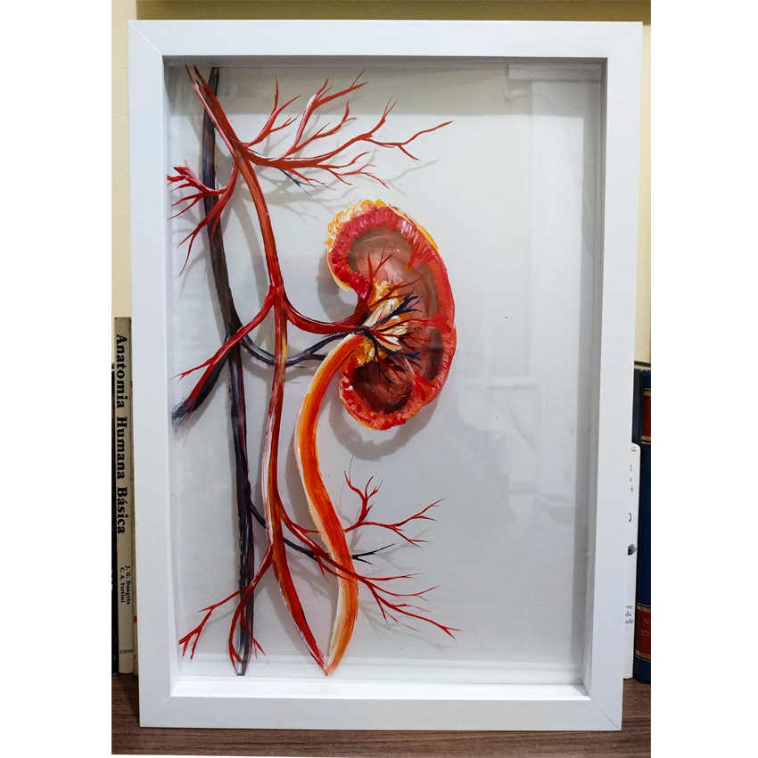 Cuadro Anatomía: Cuadro original Riñón con parte del sistema circular 