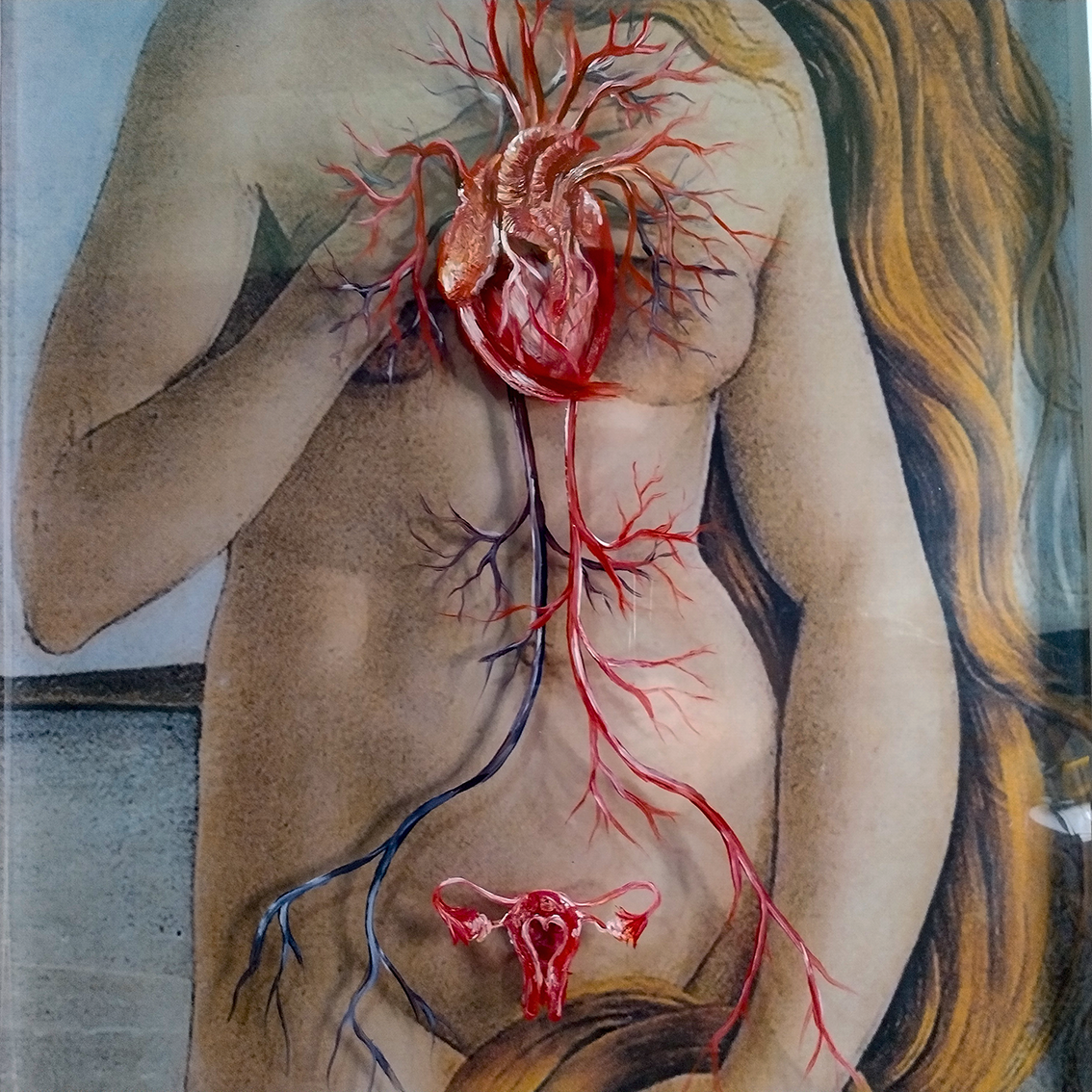 Impresión de lienzo de anatomía: Pintura original Corazón y útero de Venus (por Sandro Botticelli) 